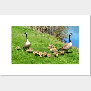 Canada Goose Family Posters and Art